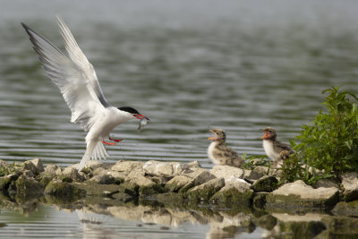 Visdief / Common Terns