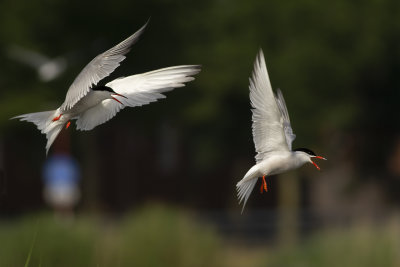 Visdieven / Common Terns