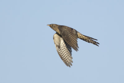 Common Cuckoo / Koekoek