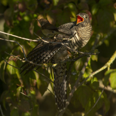 juvenile Common Cuckoo with Common Reed Warbler / jonge Koekoek met Kleine Karekiet