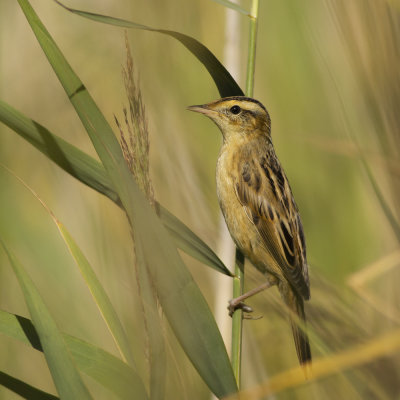 Aquatic Warbler / Waterrietzanger