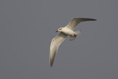 Gull-billed Tern / Lachstern