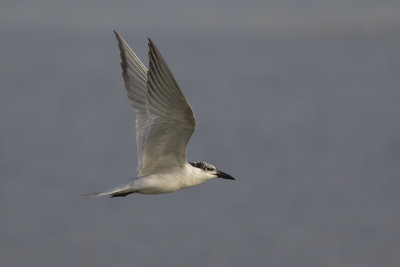 Gull-billed Tern / Lachstern