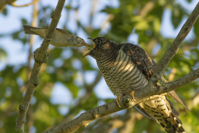 Koekoek / Common Cuckoo