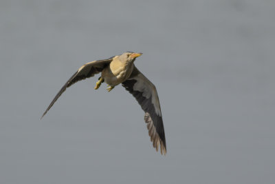 Little Bittern / Woudaapje