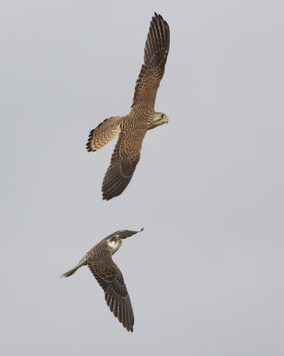 Roodpootvalk en Torenvalk / Red-footed Falcon and Common Kestrel