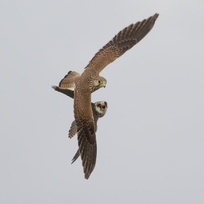 Roodpootvalk en Torenvalk / Red-footed Falcon and Common Kestrel