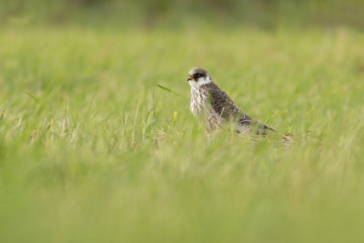 Red-footed Falcon / Roodpootvalk