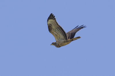 Honey Buzzard / Wespendief