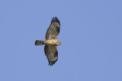 Honey Buzzard / Wespendief