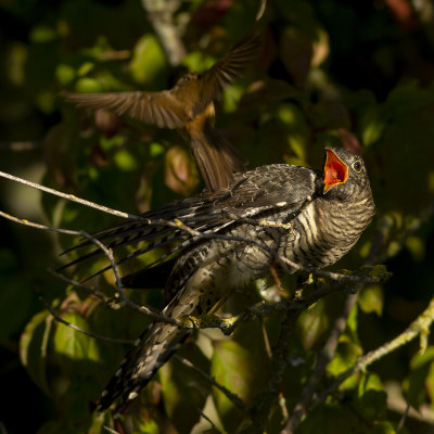 juvenile Common Cuckoo with Common Reed Warbler / jonge Koekoek met Kleine Karekiet