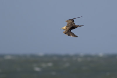 Arctic Skua / Kleine Jager