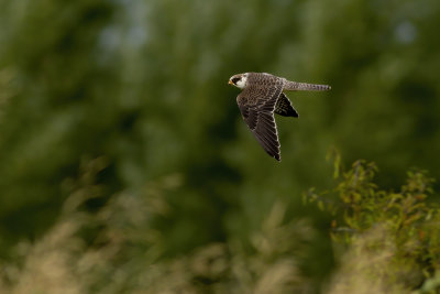 Red-footed Falcon / Roodpootvalk