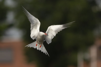 Common Tern / Visdief