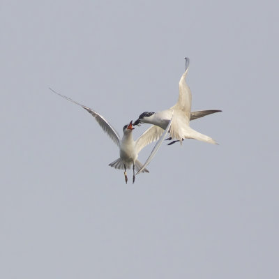 juveniele en adulte Lachstern / juvenile and adult Gull-billed Tern