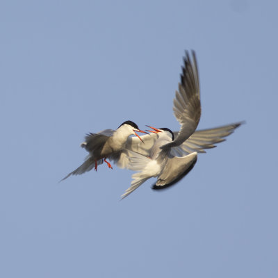 Visdieven / Common Terns