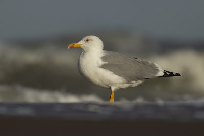 Yellow-legged Gull / Geelpootmeeuw