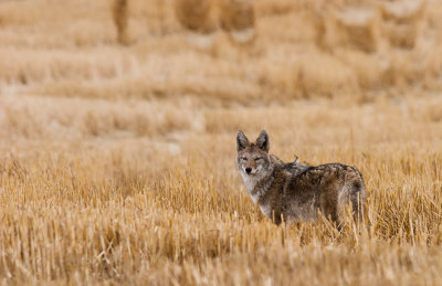 Coyote in field 2