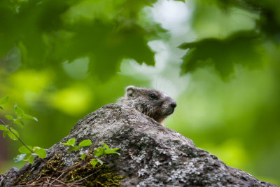 Marmot on rock