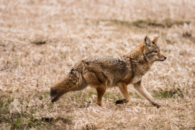 Coyote running