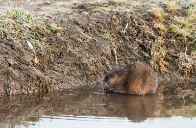 Muskrat