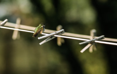 Hummingbird on clothesline