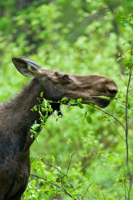 Moose eating