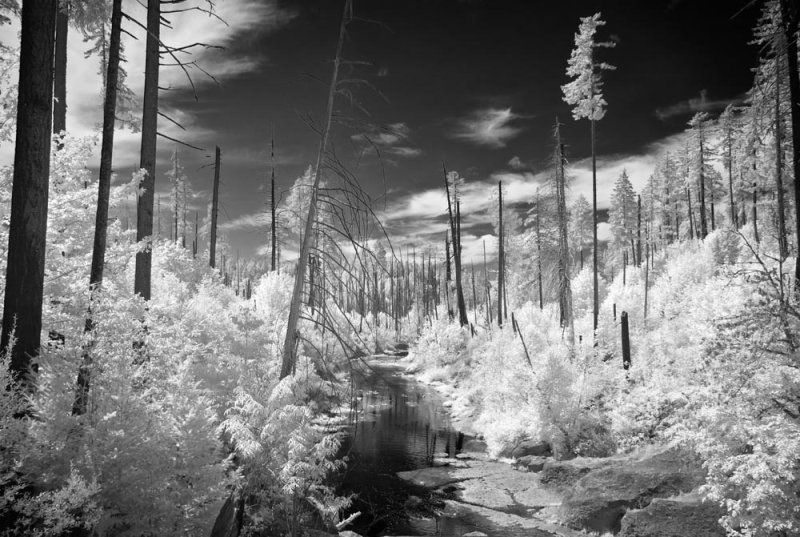 FOREST FIRE REMNANTS-IR