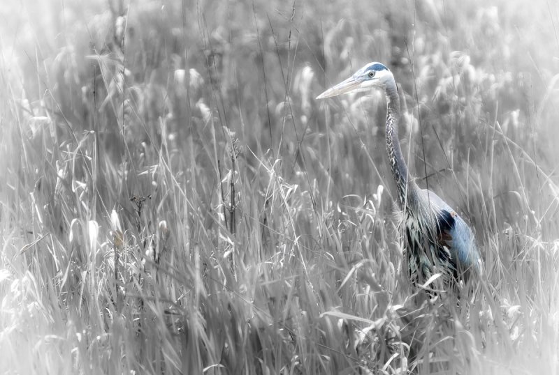 BLUE HERON OF HAPPINESS
