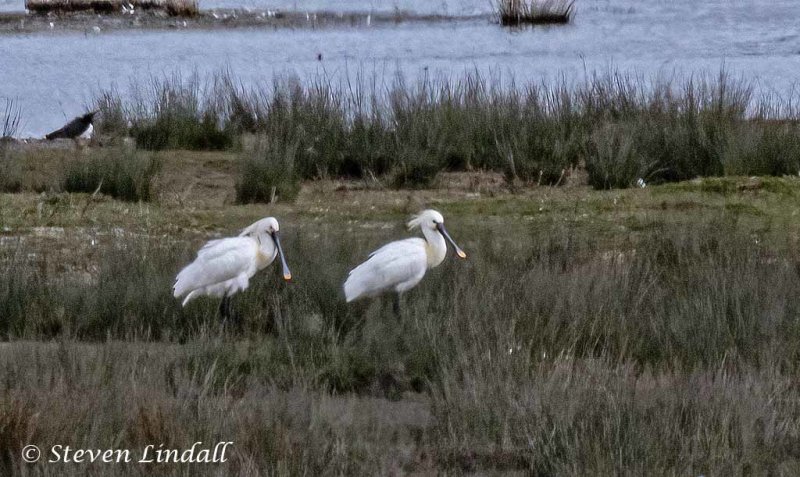 Spoonbills