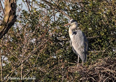 Grey Heron