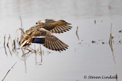 Female Mallard