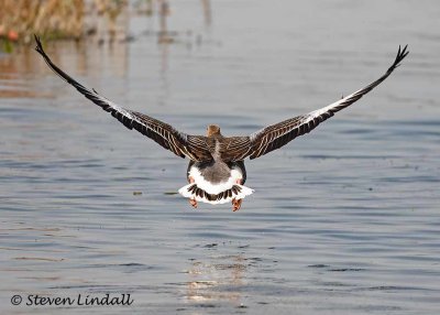 Greylag Goose