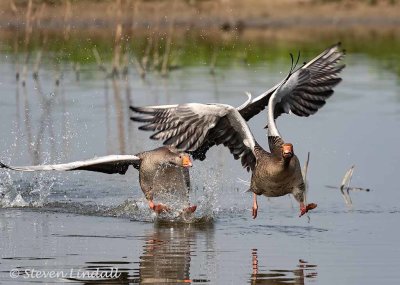 Greylag Geese