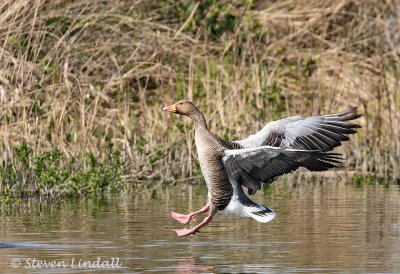 Greylag Goose