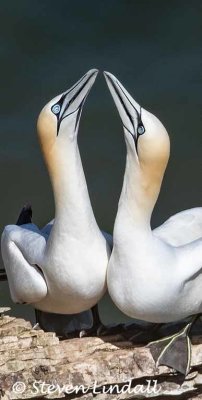 Gannets