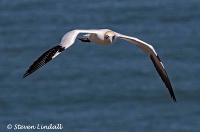 Gannet