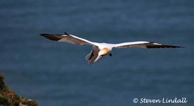 Gannet