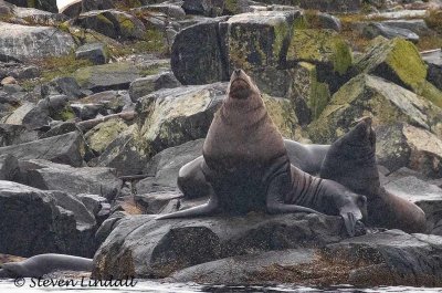 California Sea Lion