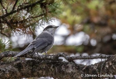 Grey Jay