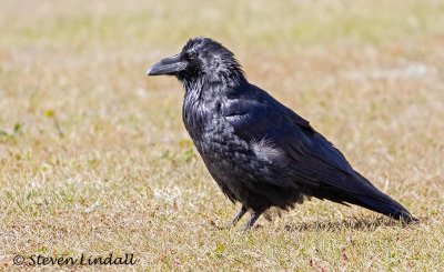 Common Raven