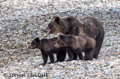 Female Grizzly (Brown) Bear with Cubs