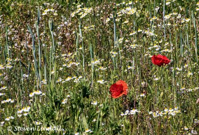 Poppies at the field edge -- Shenley Park