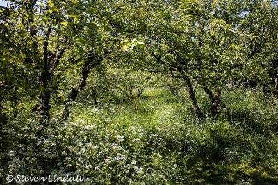 Shenley Park Orchard