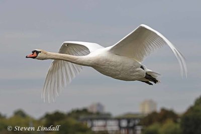 Mute Swan