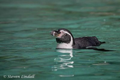 Humboldt Penguin