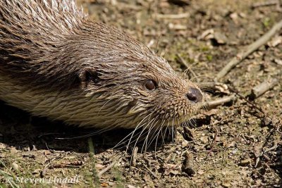 Otter