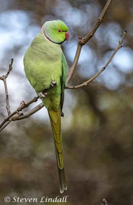 Ring Necked Parakeet