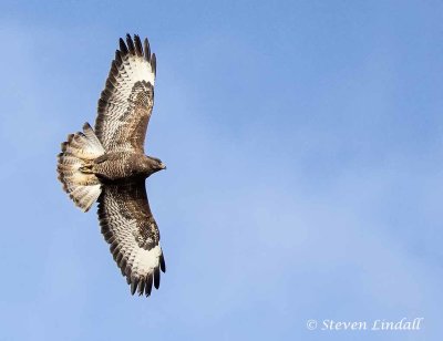 Common Buzzard