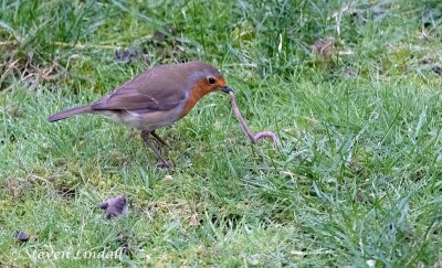 Robin - with worm